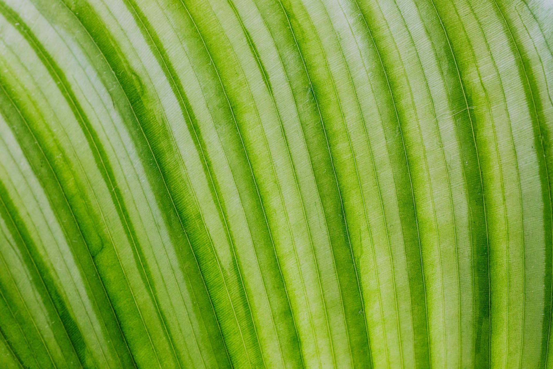 close up view of leaf texture